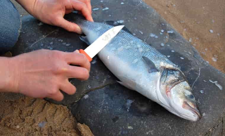 Gutting a fish - descaling