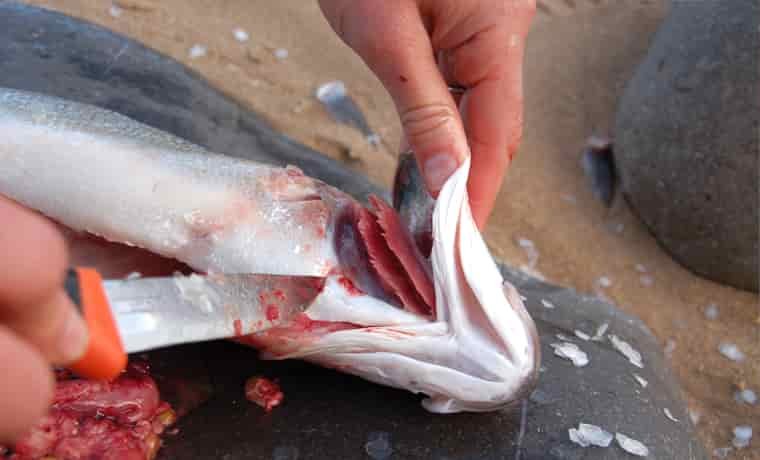Cutting out the gills of a fish