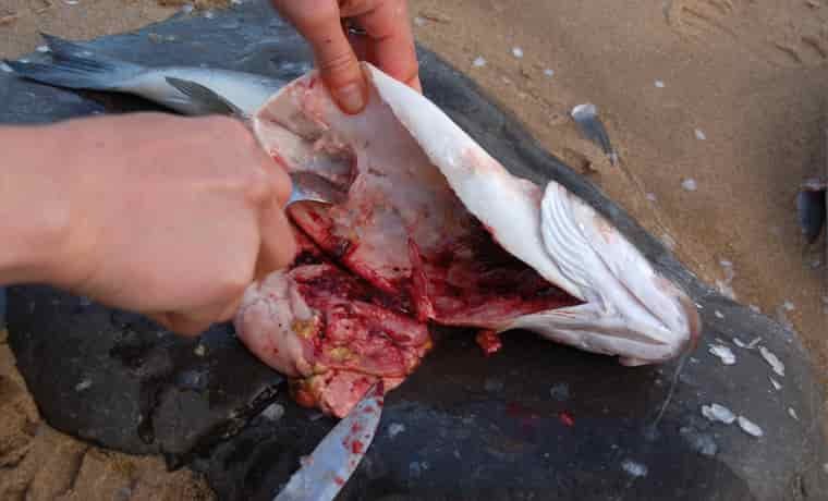 How to gut a fish