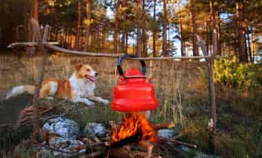 Dog sitting by campfire