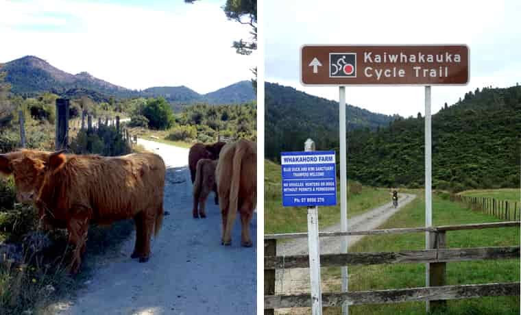 Biking on a trail in New Zealand