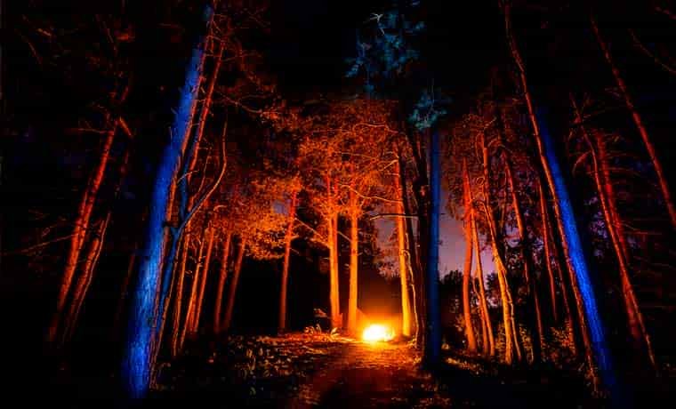 Campfire in the woods