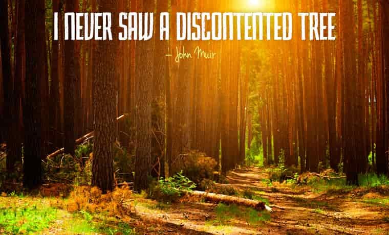 I never saw a discontented tree – John Muir