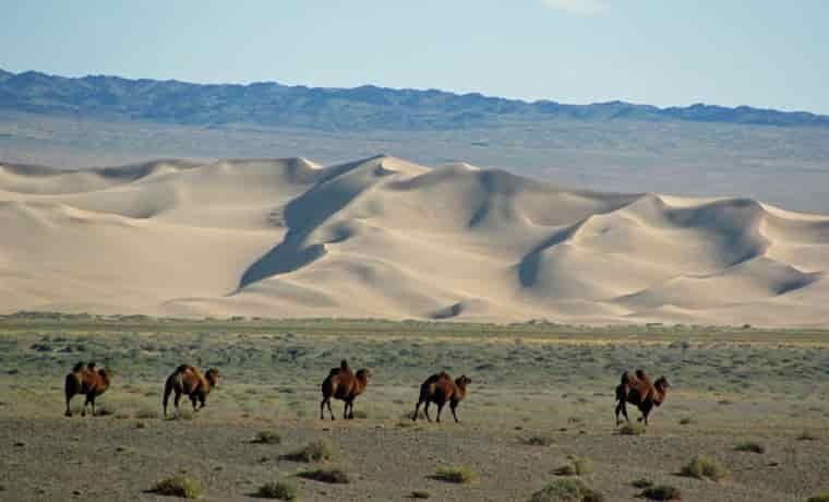 Camels in Mongolia