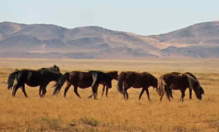 Horses in Mongolia