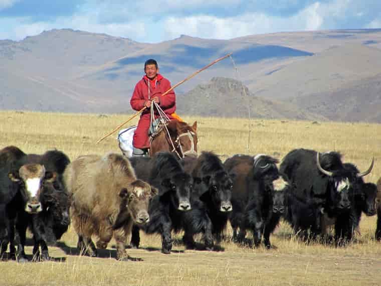 Yak heard in Mongolia