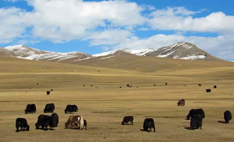 Yaks in Mongolia
