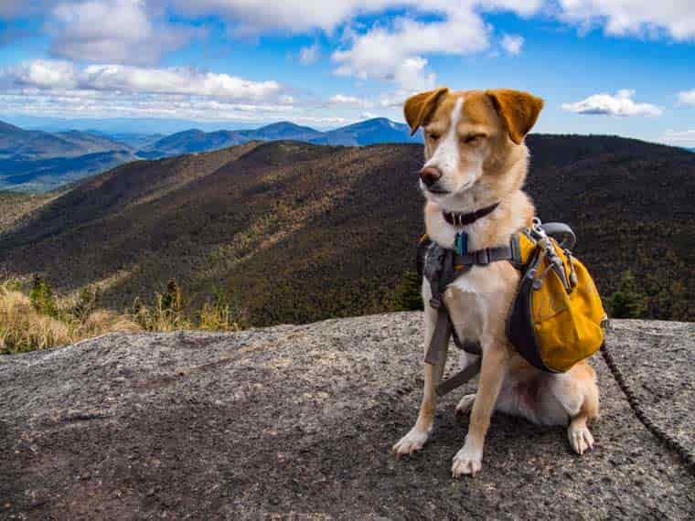 Dog sitting with bag on