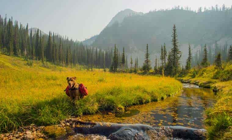 Dog walking in mountains by stream