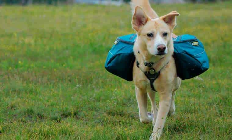 Dog wearing a backpacking dog pack