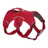 Harness