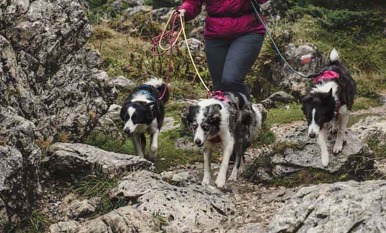 Woman walking with dogs