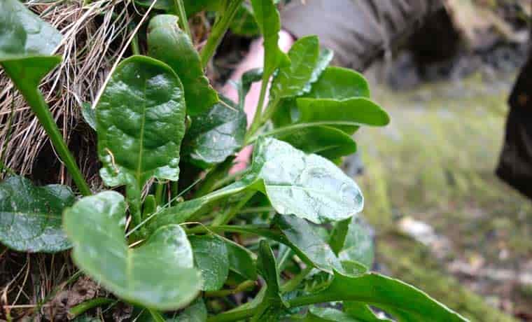 Sea spinach