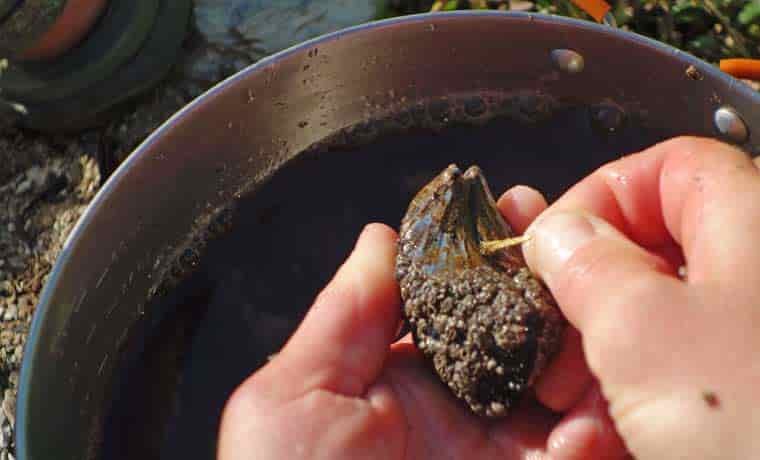 A mussel with a beard