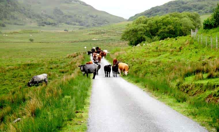 Cows on the road