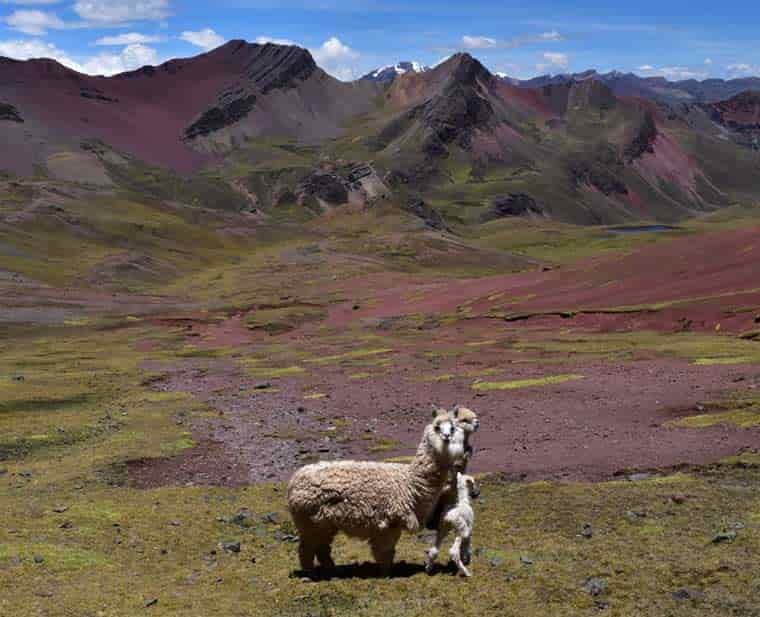 Alpacas Rainbow Mountain