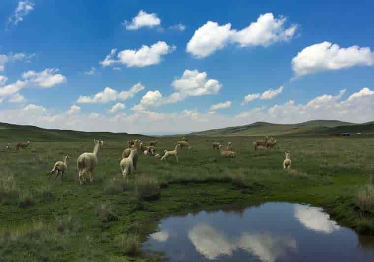 Alpacas running
