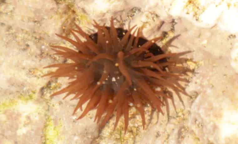 Beadlet Anemone