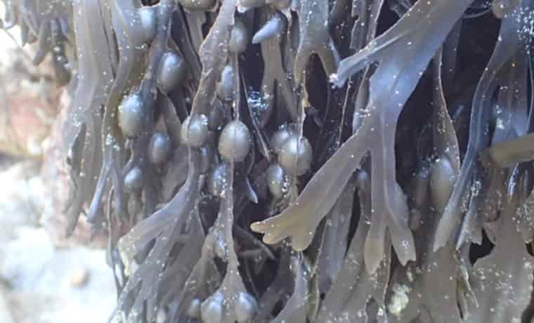 Bladder wrack