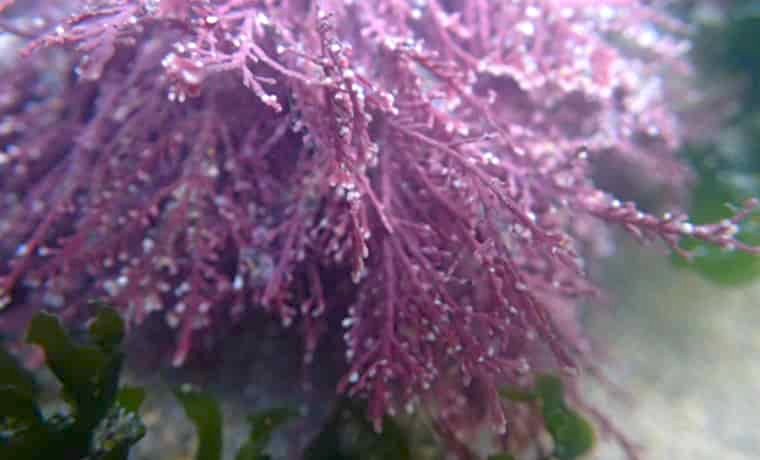 Coral weed