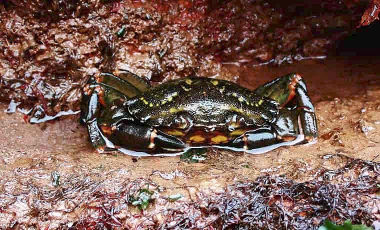 Green shore crab