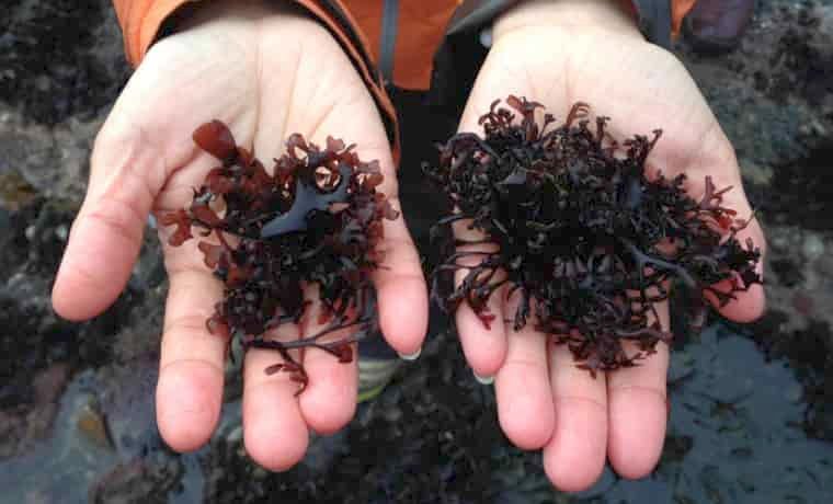 Irish moss
