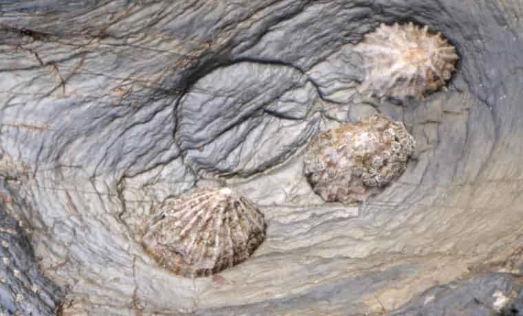 Limpet