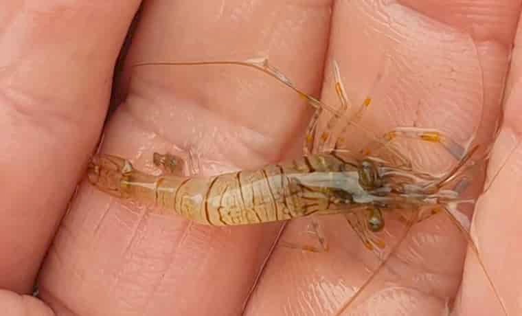 Prawn
