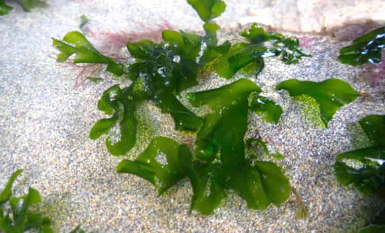 Sea Lettuce