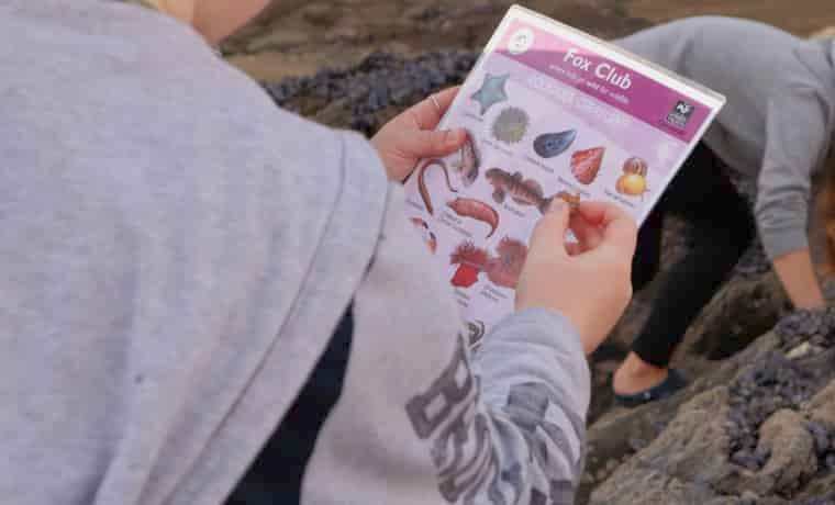 Sea wildlife ID chart