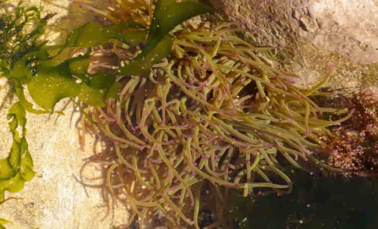 Snacklock Anemone