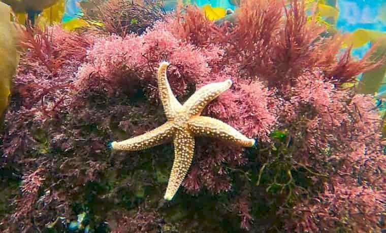 Starfish