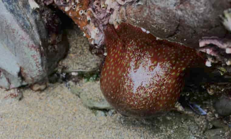 Strawberry Anemone