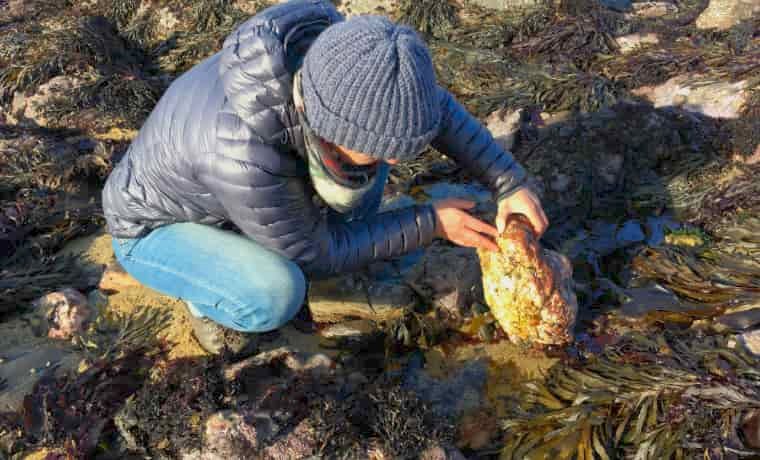 Woman rockpooling