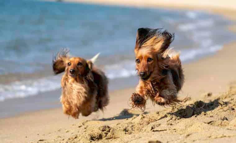 Dogs running on beach