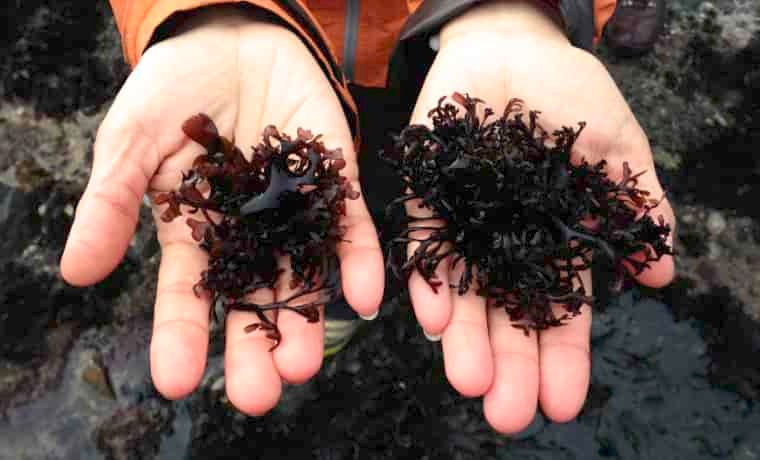 Holding seaweed in hands