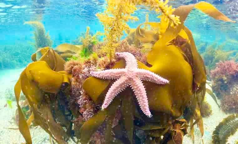 Starfish