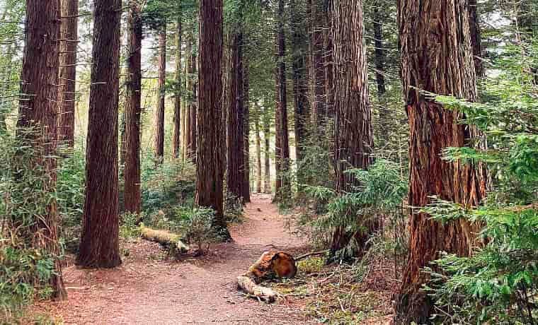 Idless woods