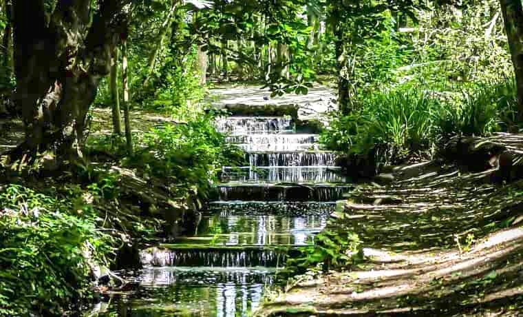 Tehidy Woods