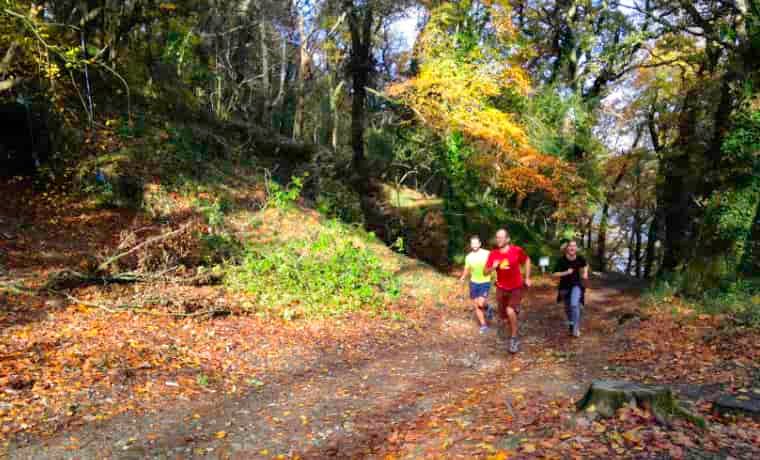 Trelissick woodland walk