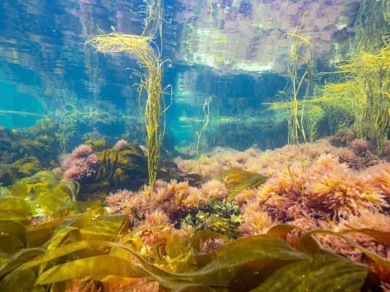 Colourful seaweed