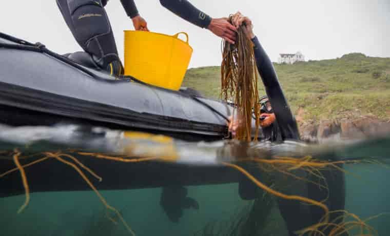 Diver collecting seaweed