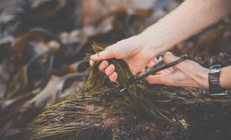 Harvesting seaweed