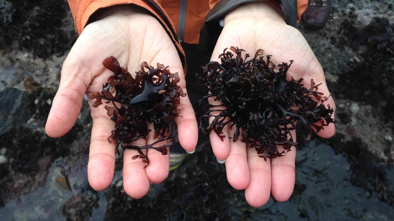 Irish moss