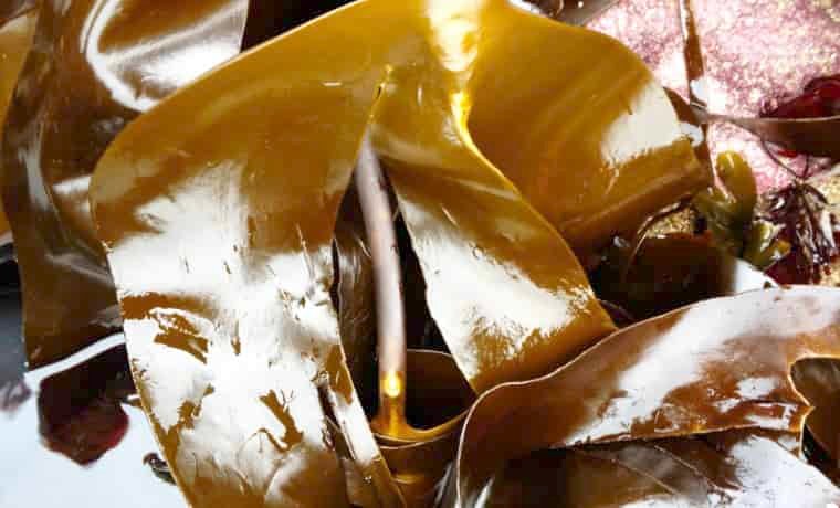 Kelp