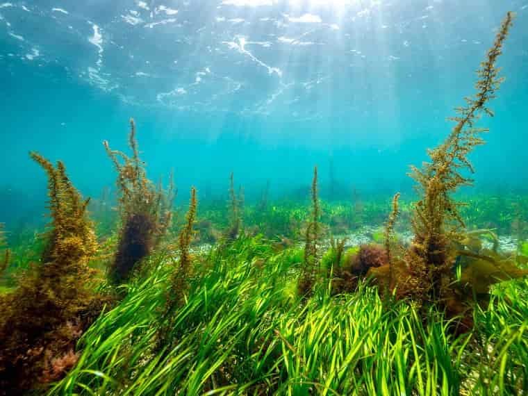 green seaweed