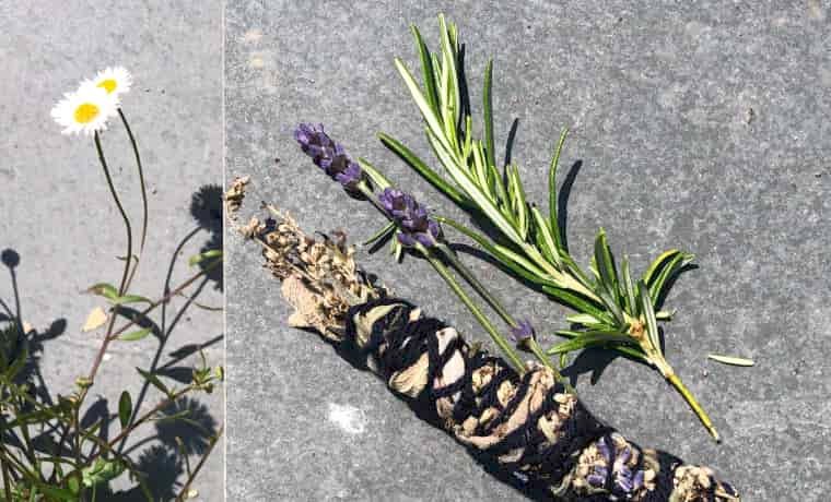 Herbal fire starter