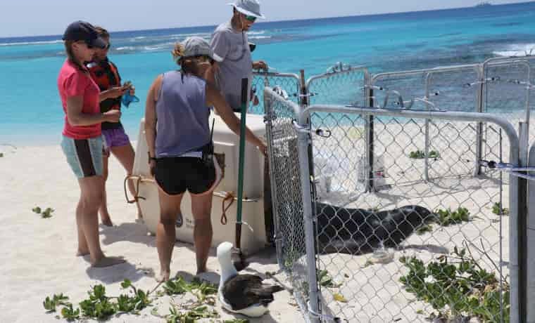 Marine biologists and seal by the sea