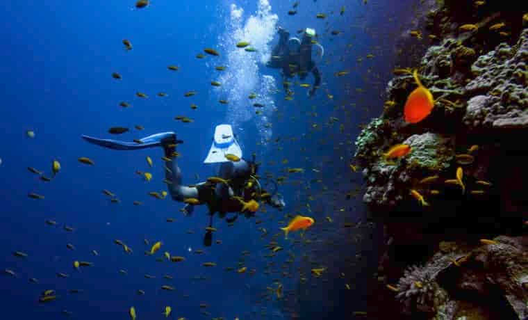 Scuba divers